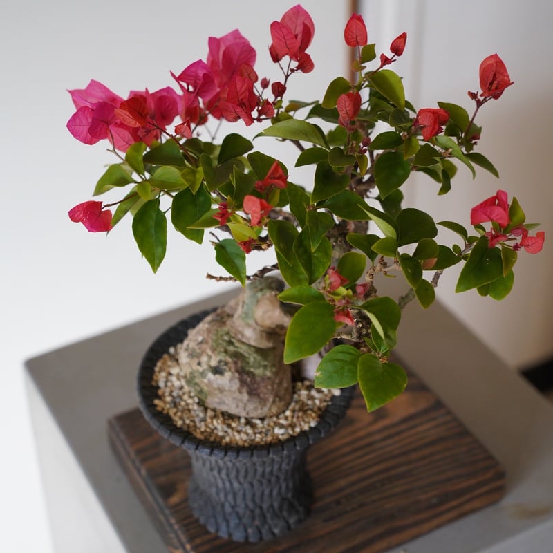 09］ブーゲンビリア レッド Bougainvillea × 沖誠「 Bark / uppe
