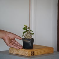 ［36］ミニオオハマボウ Hibiscus Tiliaceus ×  磯部祐介「 炭化 」2.5号鉢 笠間焼