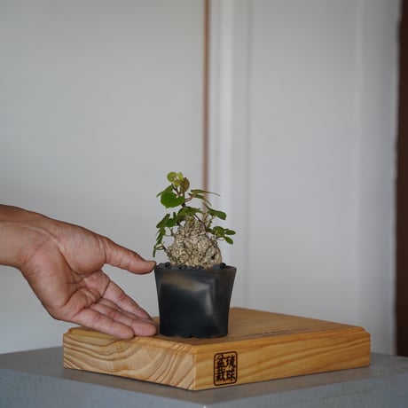 沖縄盆栽 | STORES