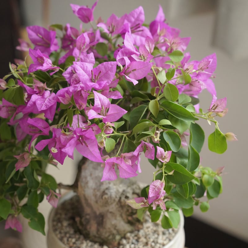 太幹ブーゲンビリア・ピンク × 杉山悠 5号鉢 | 陶賊 -TOUZOKU- bonsai