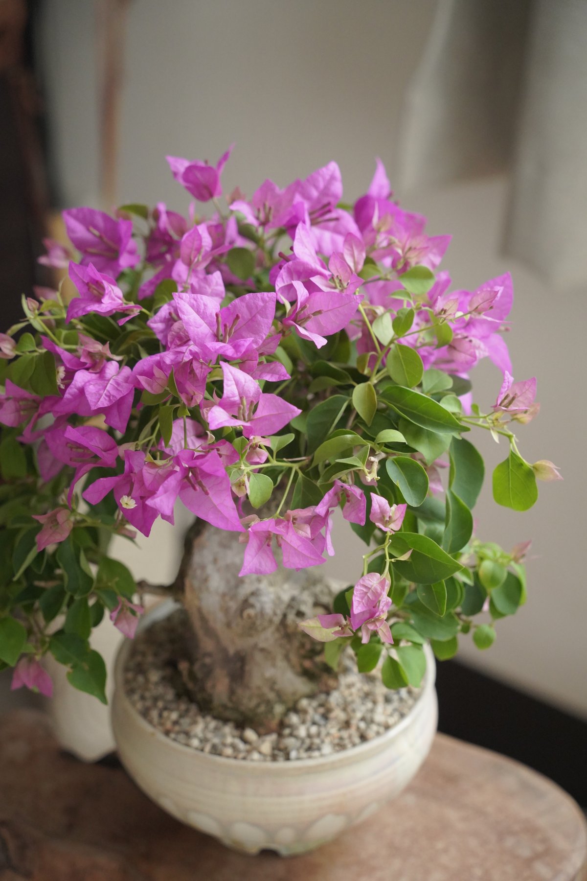 太幹ブーゲンビリア・ピンク × 杉山悠 5号鉢 | 陶賊 -TOUZOKU- bonsai
