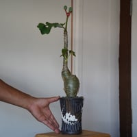 ［21］サンゴアブラギリ［ヤトロファ ポタグリカ］× 根本峻吾 S.N POT type.tall 「鐡 / 堕天」3.5号鉢 笠間焼