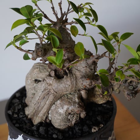 ［29］やかん イボガジュマル Ficus microcarpa × 根本峻吾 S.N POT type.low「 鐡 - 堕天 - 」6号鉢 笠間焼