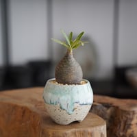 パキポディウム グラキリス × 磯部祐介 作「円 - en - 」笠間焼 植木鉢 ［No.56］