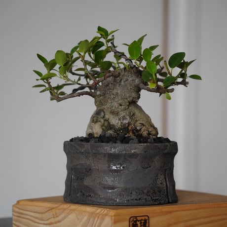 ［11］ドワーフガジュマル Ficus microcarpa × 沼野秀章 「 black wrap 」4号鉢 笠間焼