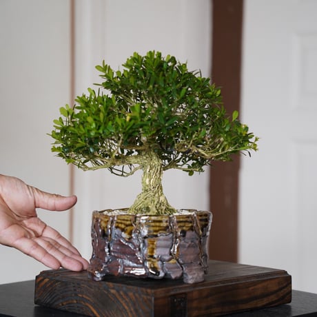 獅子の顔の植木鉢 琉球盆栽　塊根植物　作家鉢　シーサー　入手困難 CATEGORY 琉球鉢 - シーサーとハブ - | 陶賊 -TOUZOKU- bonsai