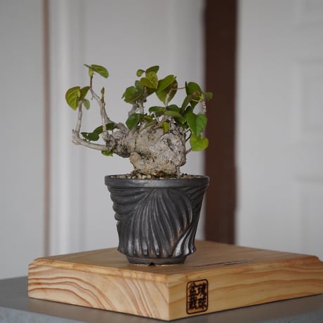 CATEGORY 新里竜子 植木鉢作品 | 陶賊 -TOUZOKU- bonsai & pot