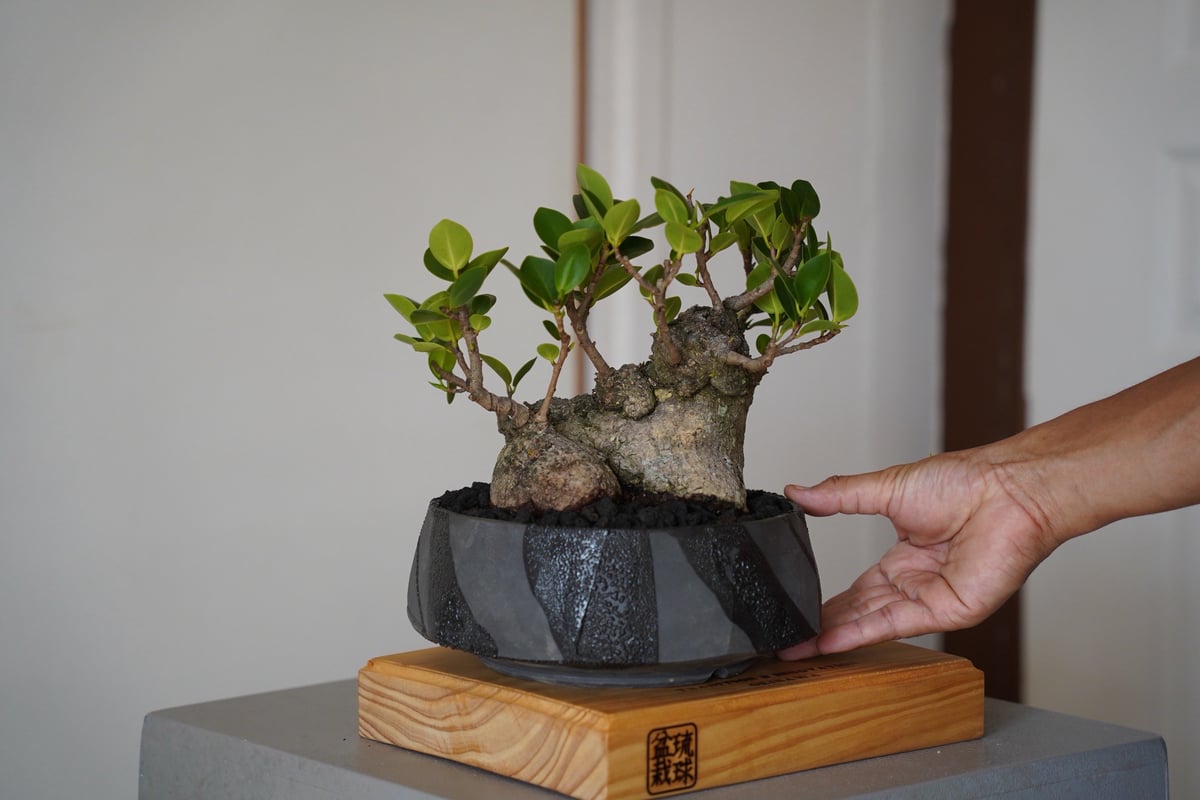 がじゅまる 08］低重心ガジュマル Ficus microcarpa × 穂高隆児 「 暁 」6号鉢 笠