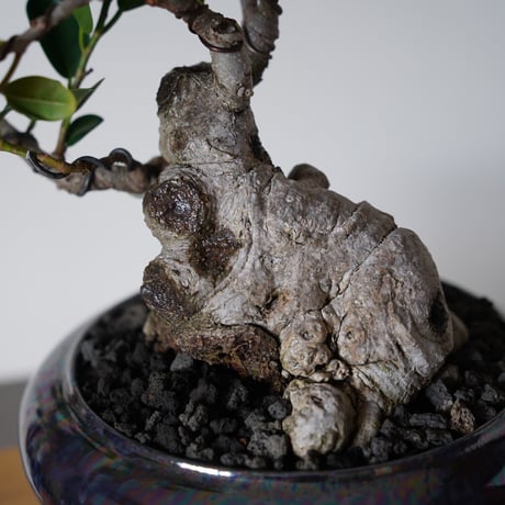 ［30］懸崖 古木ガジュマル Ficus microcarpa × 坂本新 「  LUSTER BLACK 」5号鉢 笠間焼