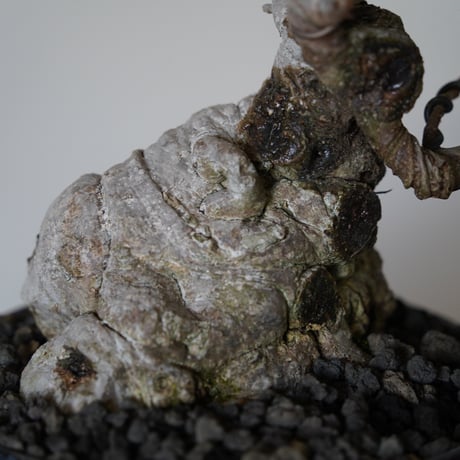 ［30］懸崖 古木ガジュマル Ficus microcarpa × 坂本新 「  LUSTER BLACK 」5号鉢 笠間焼