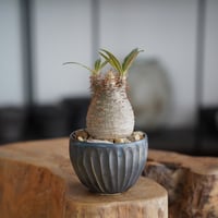パキポディウム グラキリス × 森田昌求 作「 CLAW 」笠間焼 植木鉢 ［No.57］