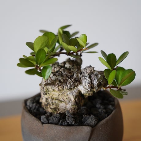 ［34］ハリツルマサキ Gymnosporia diversifolia × 木村直人「輪花 - rinka- 」2号鉢 笠間焼