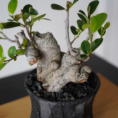 ［19］白肌ガジュマル Ficus microcarpa × 穂高隆児「 暁 - AKATSUKI - 」3.5号鉢 笠間焼