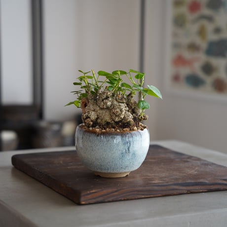 CATEGORY 鈴木まるみ 植木鉢作品 | 陶賊 -TOUZOKU- bonsai & po CATEGORY 鈴木まるみ 植木鉢作品 | 陶賊 -TOUZOKU- bonsai & po