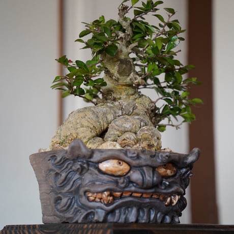 ［02］ハリツルマサキ Gymnosporia diversifolia × なみひら陶房 「シーサー / 雌 」7号鉢 やちむん