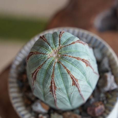 ユーフォルビア オベサ 木質化 φ7.5cm〈メス〉 × 杉山悠 作 4号 植木鉢 ［No.36］