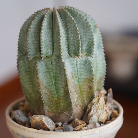 オベサ×ホリダ L ハイブリッド〈メス〉 × 杉山悠 作 4号 植木鉢 ［No.32］