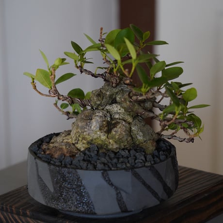 ［07］イボガジュマル Ficus microcarpa ×  穂高隆児「 暁 - AKATSUKI - 」5号鉢 笠間焼