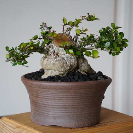 ［11］太幹ハリツルマサキ Gymnosporia diversifolia × なみひら陶房 「シーサー」6号鉢 やちむん