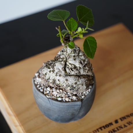 ［16］丸幹 ミニオオハマボウ Hibiscus Tiliaceus ×  木村直人「 輪花 」2.5号鉢 笠間焼