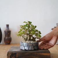 ［06］一級品 小葉イボオオハマボウ Hibiscus Tiliaceus × 沖誠 作「 Rivet / shallow 」3号鉢