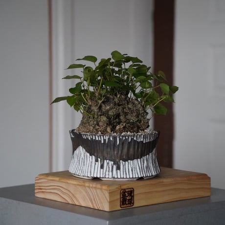 CATEGORY オオハマボウ(ユウナ) | 陶賊 -TOUZOKU- bonsai & po CATEGORY オオハマボウ(ユウナ) | 陶賊 -TOUZOKU- bonsai & po