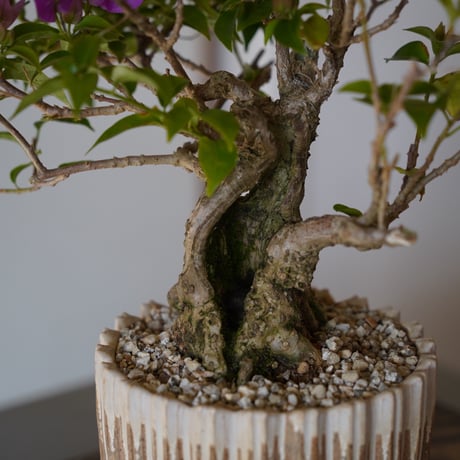 ［08］ブーゲンビリア パープル Bougainvillea × 中野明彦「 KIRIKO 」4号鉢 笠間焼