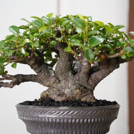［08］一級品ガジュマル Ficus microcarpa  ×  新里竜子 作「 RYUSEN 」7号鉢