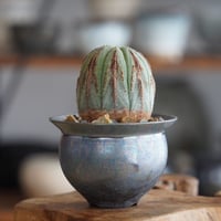 ユーフォルビア オベサ 木質化 φ8cm〈メス〉 × 坂本新 作  「LUSTER OVERGLAZE」3号 植木鉢 ［No.37］