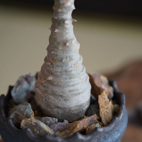 パキポディウム ウィンゾリー × 根本峻吾 作 S.N POT type.slim「 鐡 - kurogane - 」3号 植木鉢 ［No.44］