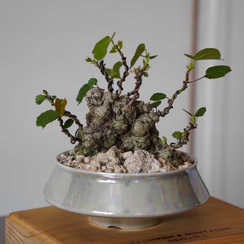 05］イボオオハマボウ Hibiscus Tiliaceus × 坂本新 作「 LUSTER