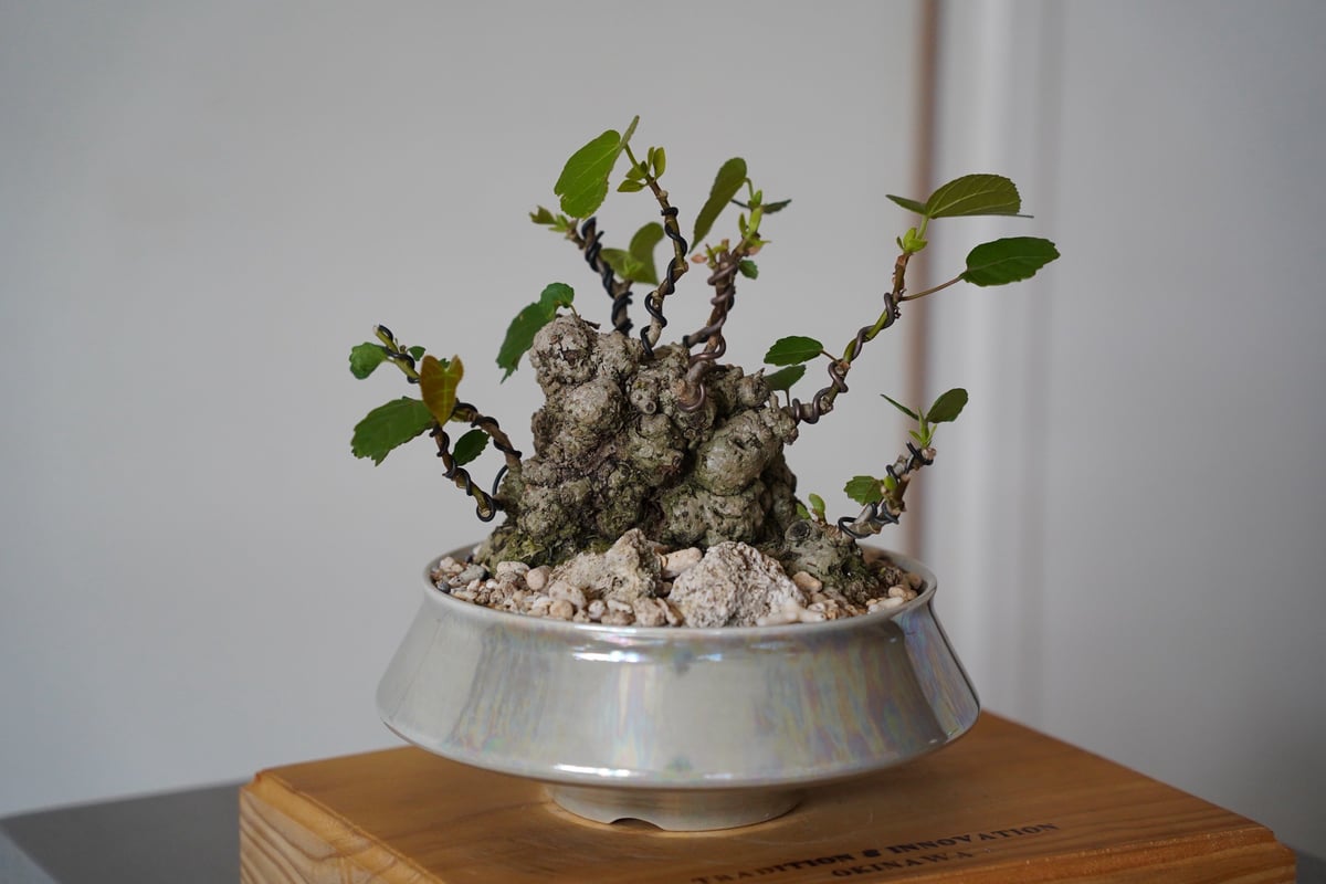 05］イボオオハマボウ Hibiscus Tiliaceus × 坂本新 作「 LUSTER