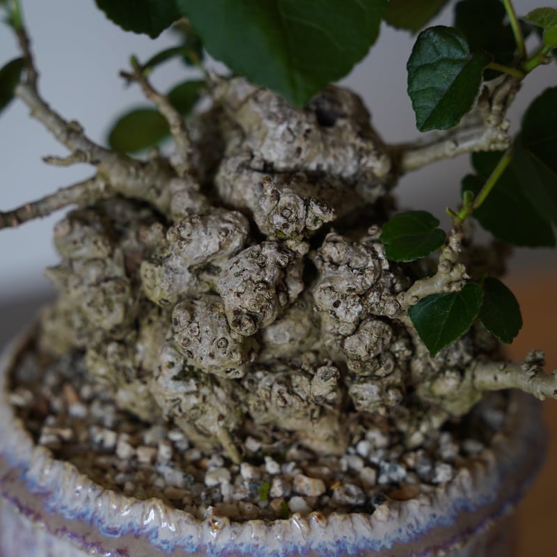35］イボオオハマボウ Hibiscus Tiliaceus × 磯部祐介「 円彩 」3.