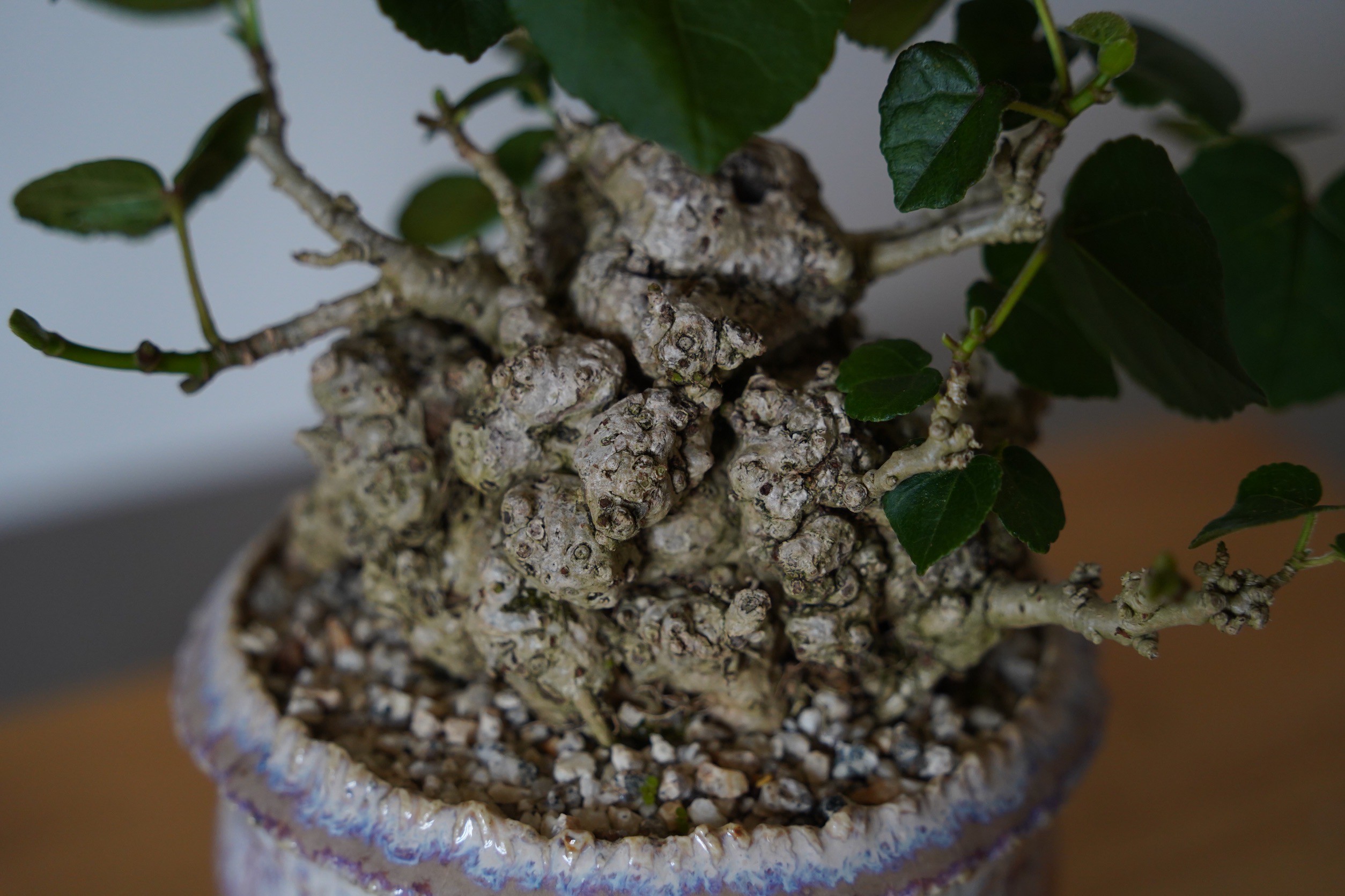35］イボオオハマボウ Hibiscus Tiliaceus × 磯部祐介「 円彩 」3.