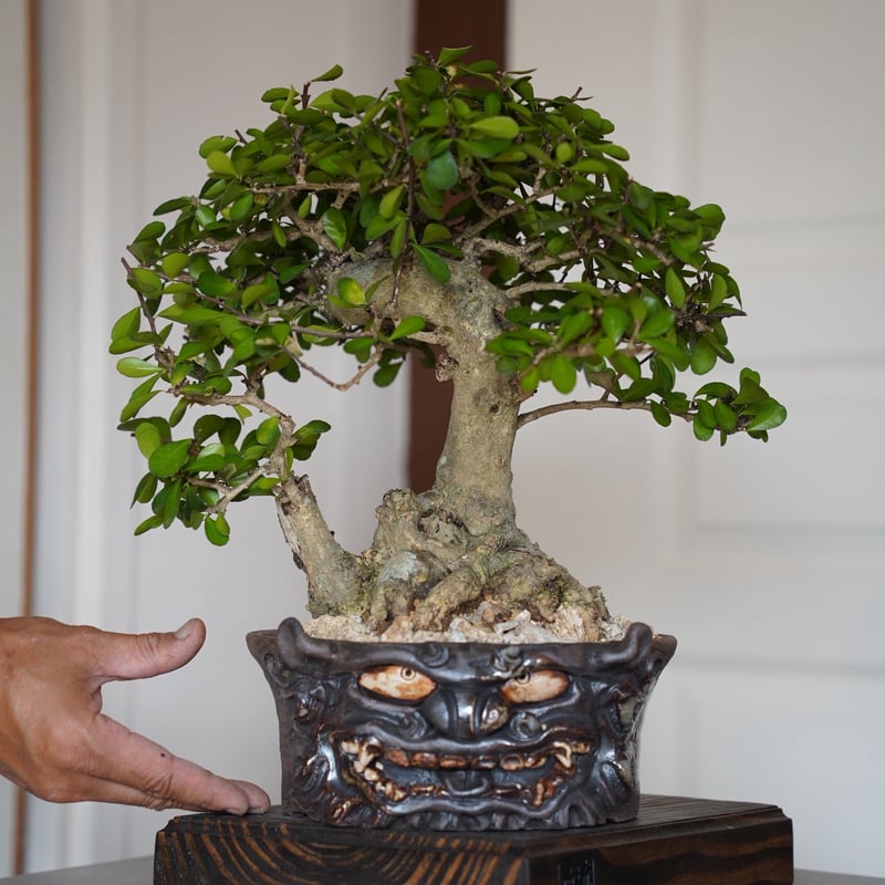 01］ハリツルマサキ Gymnosporia diversifolia × なみひら陶房 「