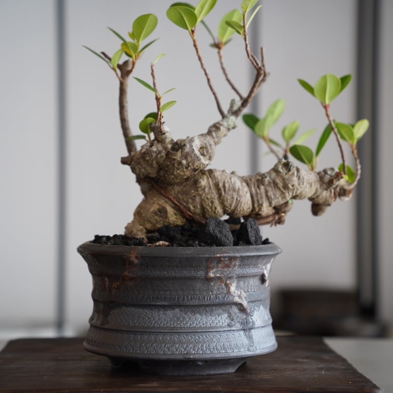 33］イボ幹 Ficus microcarpa ［我樹丸］ × 磯部祐介 作「 瓦 - ka