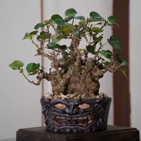ITEM | 陶賊 -TOUZOKU- bonsai & pottery