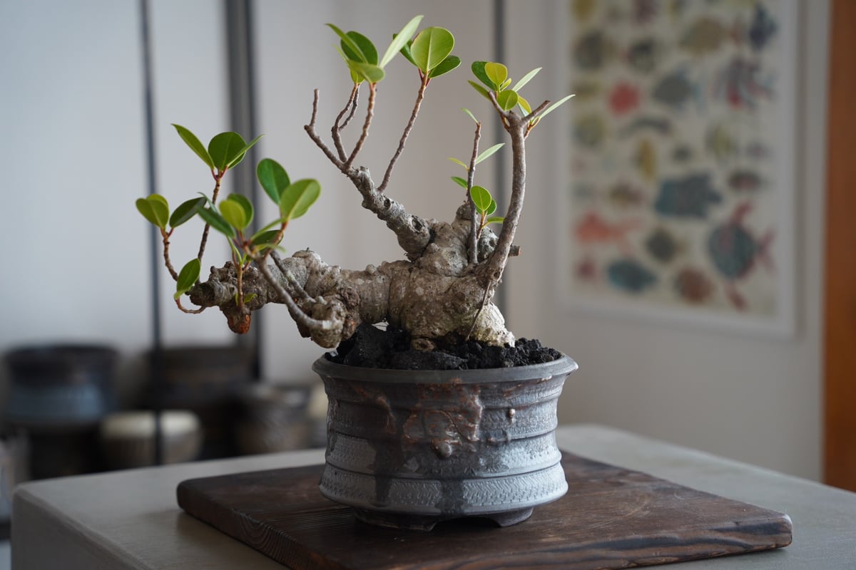 33］イボ幹 Ficus microcarpa ［我樹丸］ × 磯部祐介 作「 瓦 - ka
