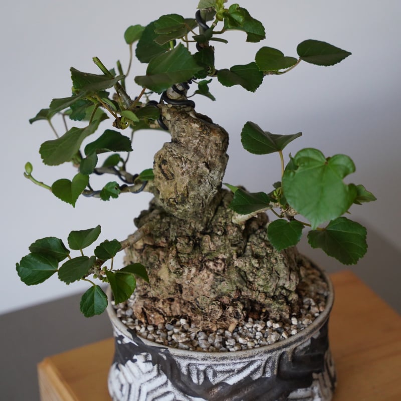 27］丸株 オオハマボウ Hibiscus Tiliaceus × 根本峻吾「 鐡 - 堕