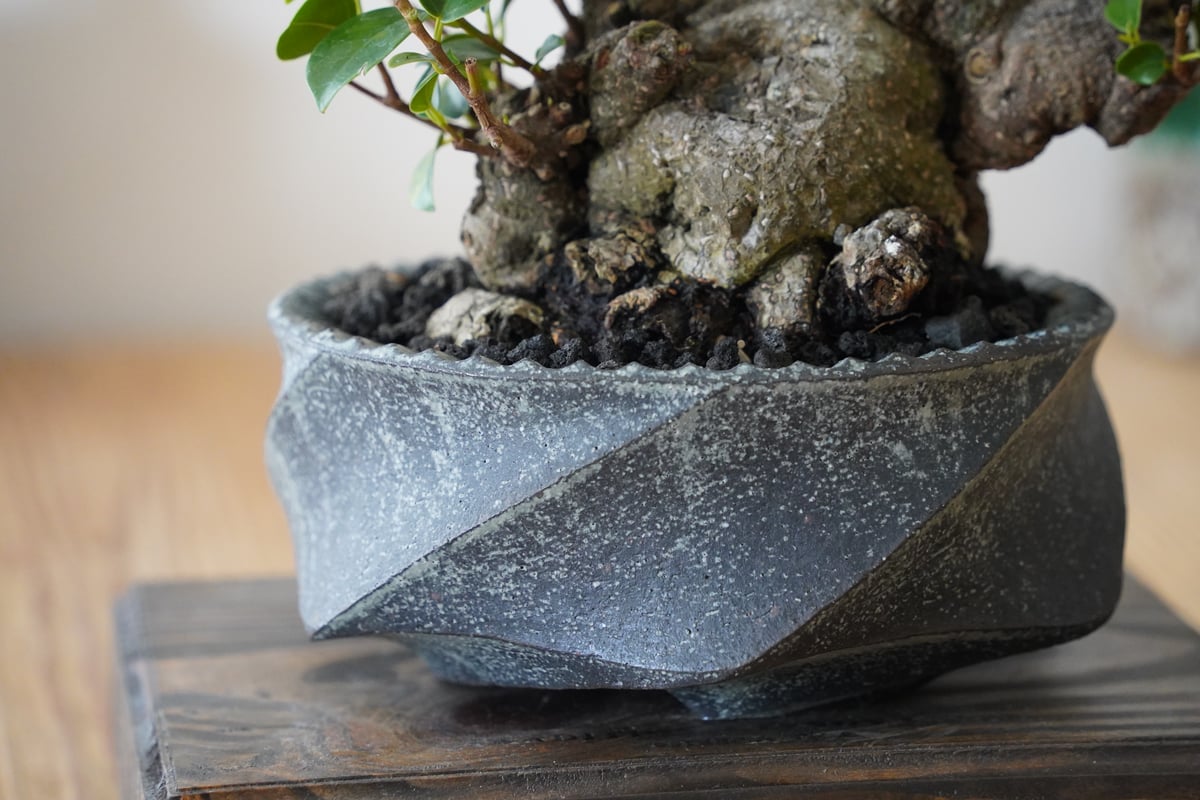02］拳骨ガジュマル Ficus microcarpa × 沖誠 「 Spiral 炭化 /