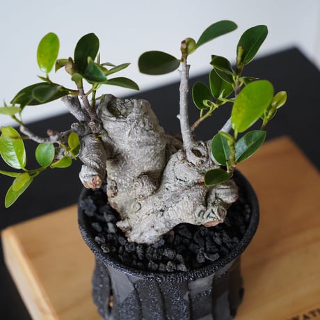 ［19］白肌ガジュマル Ficus microcarpa × 穂高隆児「 暁 - AKATSUKI - 」3.5号鉢 笠間焼