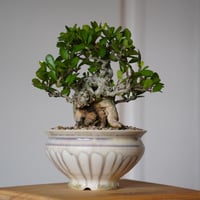 ［12］美幹ハリツルマサキ Gymnosporia diversifolia × 杉山悠 5号鉢 笠間焼