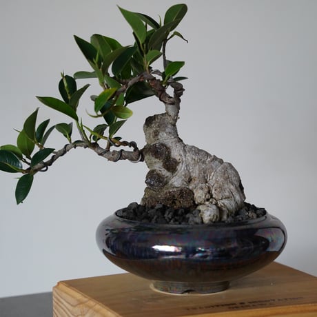 ［30］懸崖 古木ガジュマル Ficus microcarpa × 坂本新 「  LUSTER BLACK 」5号鉢 笠間焼