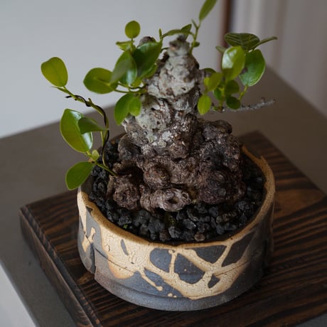［06］イボガジュマル Ficus microcarpa ×  沼野秀章 作「 黒二白 」4号鉢 笠間焼