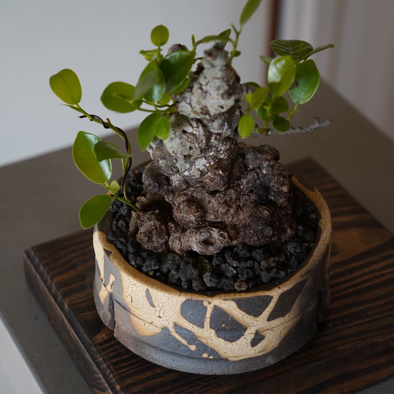 イボガジュマル 33］イボ幹 Ficus microcarpa ［我樹丸］ × 磯部祐介 作「 瓦 - ka