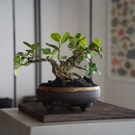 CATEGORY ガジュマル | 陶賊 -TOUZOKU- bonsai & pottery CATEGORY ガジュマル | 陶賊 -TOUZOKU- bonsai & pottery