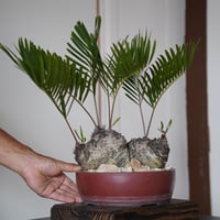 ダブルヘッド ザミア フロリダーナ 盆栽鉢