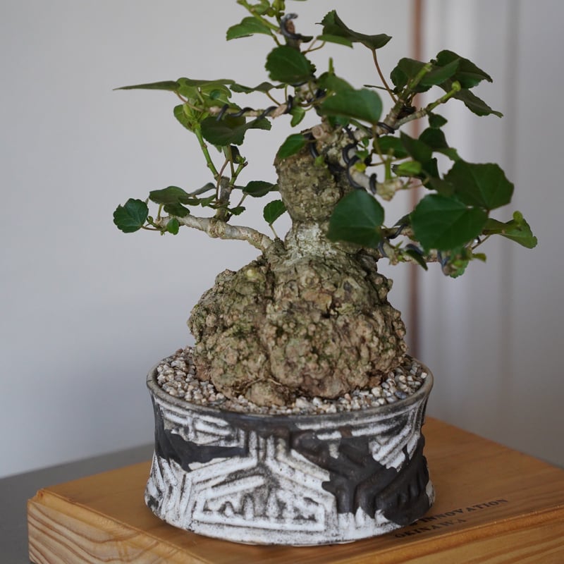 27］丸株 オオハマボウ Hibiscus Tiliaceus × 根本峻吾「 鐡 - 堕