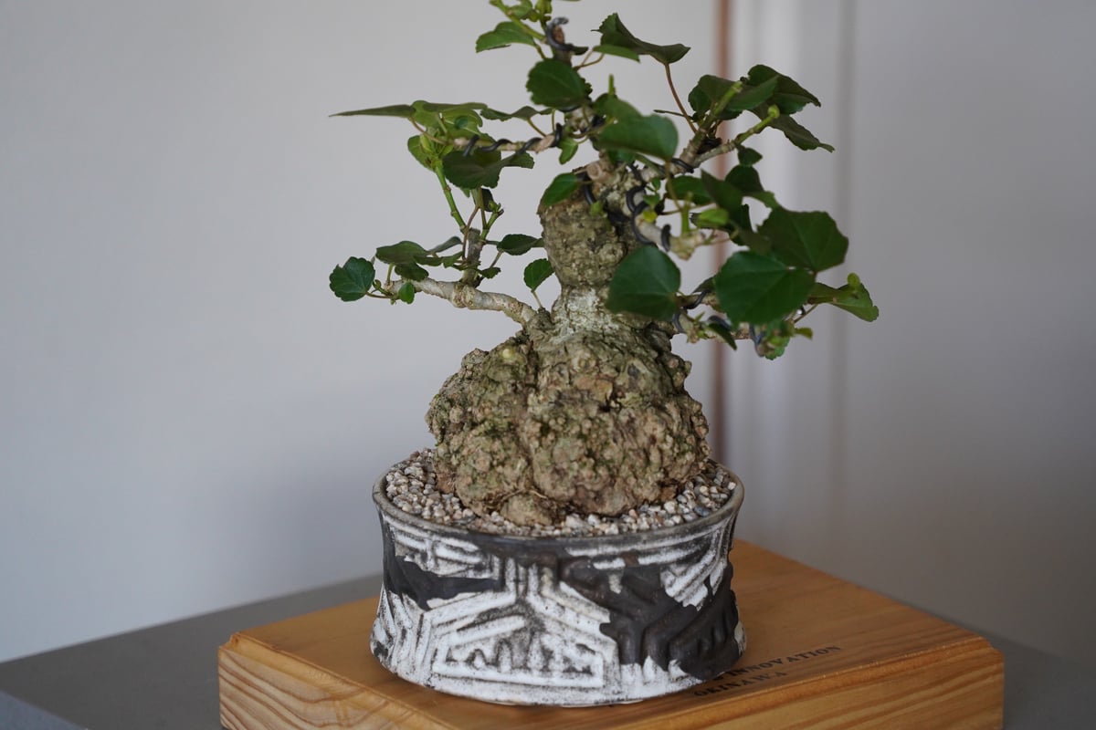 根上がりオオハマボウ（かなり持ち込み古い） 27］丸株 オオハマボウ Hibiscus Tiliaceus × 根本峻吾「 鐡 - 堕