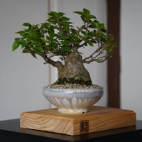 ［10］太幹ブーゲンビリア・キャンドル 小葉タイプ  ×  杉山悠 5号鉢 笠間焼